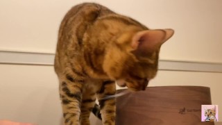 Pussy licks it happily when I offer it to her …….. If you want to give it to her, please leave a