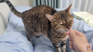 Sexy furry kitty tastes your stuff in bed…. The bed is sticky with her drool….